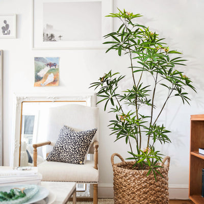 Faux Australian Umbrella Tree 71"H