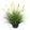 Artificial 20-Head Short Pine Grass with Curved-Straight Onion Grass Bonsai 43