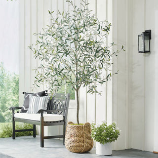 luigi Olive Tree 8 Feet
